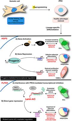 Induced Pluripotent Stem Cells to Study Mechanisms of Laminopathies: Focus on Epigenetics